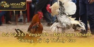 Đá Gà 247 Vegas79 – Đặt Cược Nhanh Chóng, Tỷ Lệ Thắng Cao